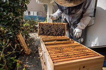 日本近代養蜂の父 青柳浩次郎